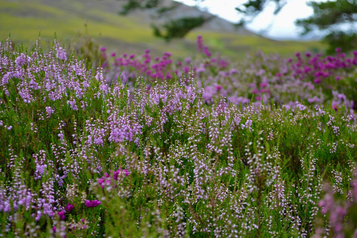 Spring purple flowers in bloom with a field in the background