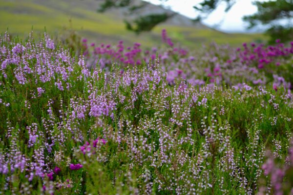 Spring purple flowers in bloom with a field in the background