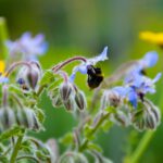 A Bee gathering pollen from a blue plant, with Dandelions in the background