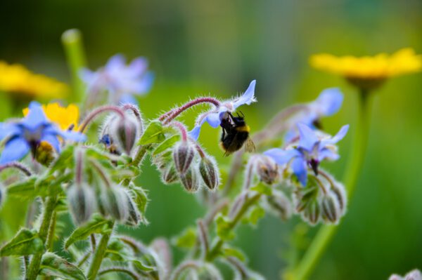 A Bee gathering pollen from a blue plant, with Dandelions in the background