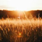 Sunset over a field of grass
