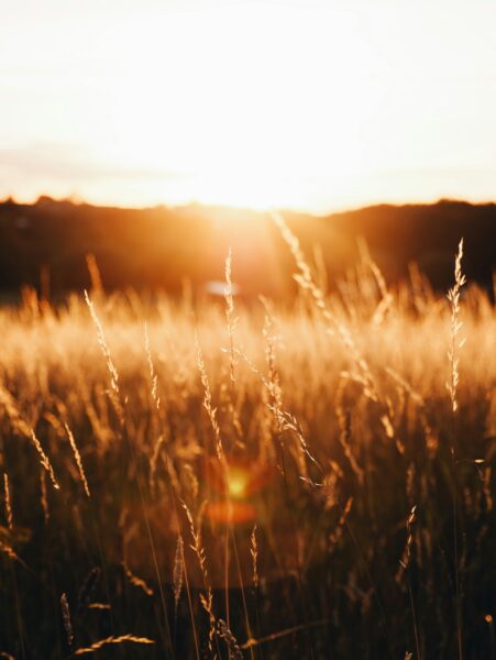 Sunset over a field of grass