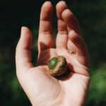 Close up of a human hand holding an Acorn