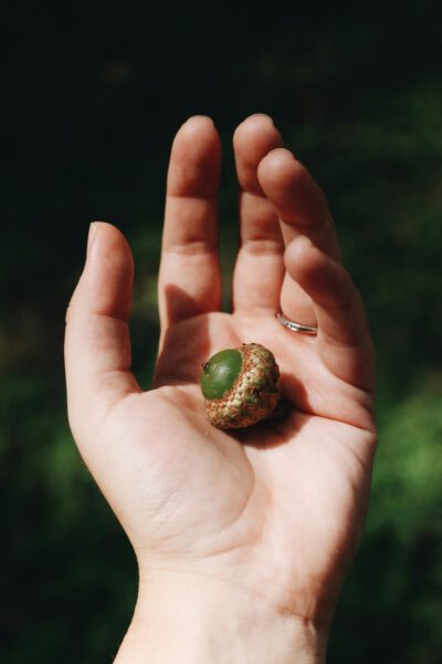 Close up of a human hand holding an Acorn