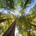 A view from the ground looking up at tree trunks towards the canopy with blue skies above