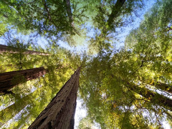 A view from the ground looking up at tree trunks towards the canopy with blue skies above